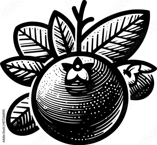 Blueberry Fruit icon 11