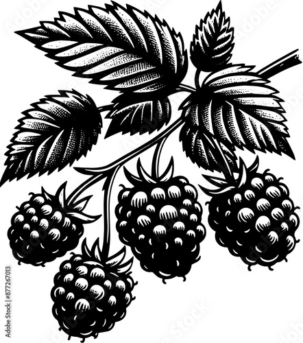 Boysenberry Fruit icon 7