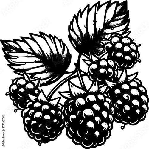 Boysenberry Fruit icon