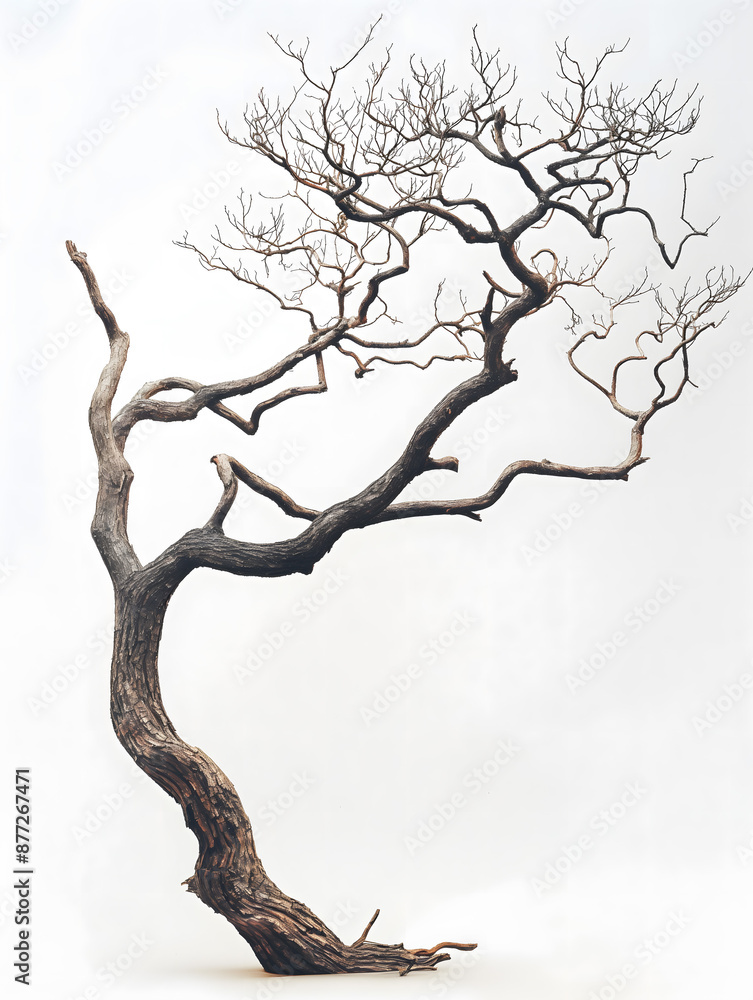 Majestic Twisted Tree Isolated on a White Background