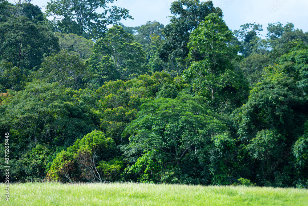 The towering tree stands sentinel over the verdant meadow, where greenery intertwines seamlessly with the natural beauty of the forest landscape and surrounding nature. The towering tree stands sentinel over the verdant meadow, where greenery intertwines seamlessly with the natural beauty of the forest landscape and surrounding nature.