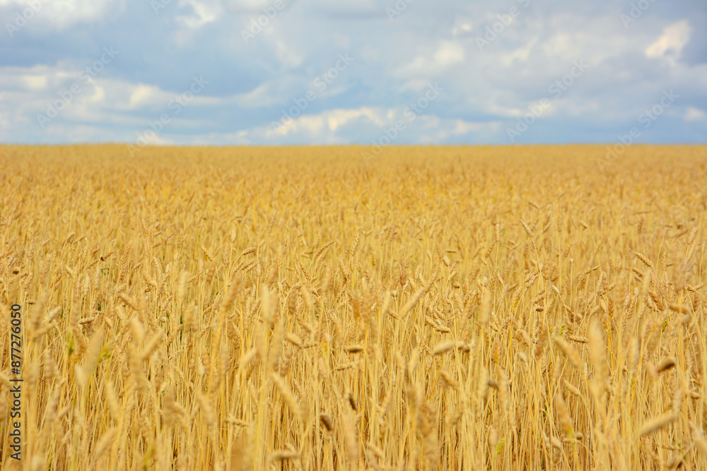 wheat field against a blue sky copy space wheat field against a blue sky copy space