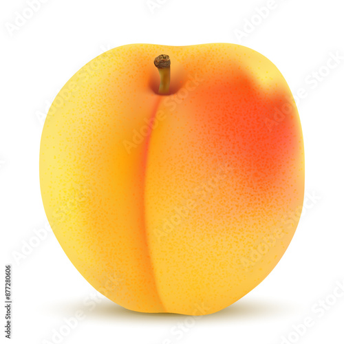 Vector drawing. Nutrition concept. Realistic image apricot
