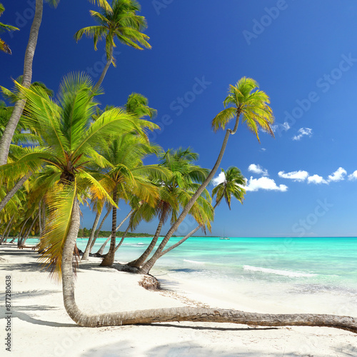 Fototapeta Naklejka Na Ścianę i Meble -  beautiful white sand beach with unique green palm tree and turquoise sea on a caribbean island