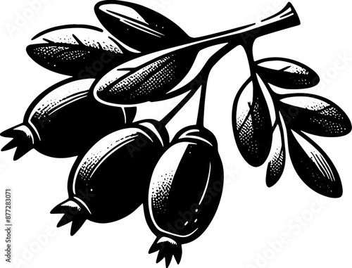 Barberry Fruit icon 15