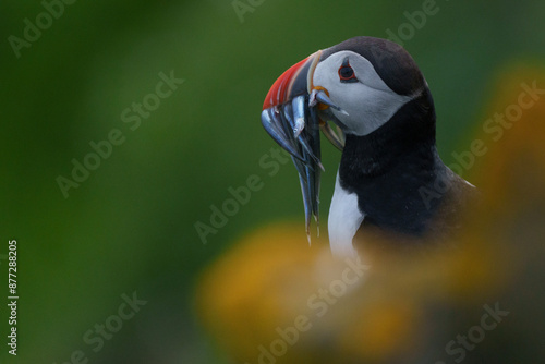 close up of a bird of paradise photo