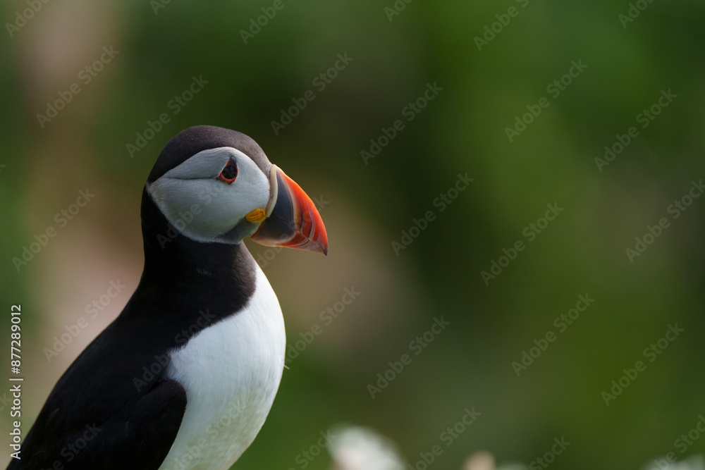 atlantic puffin or common puffin or puffin atlantic puffin or common puffin or puffin
