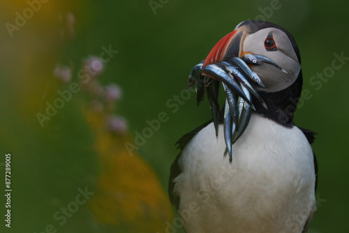 atlantic puffin or common puffin photo