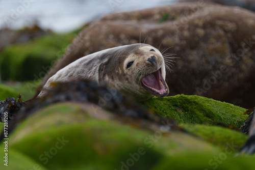 Obraz na płótnie sea lion on rock w salonie