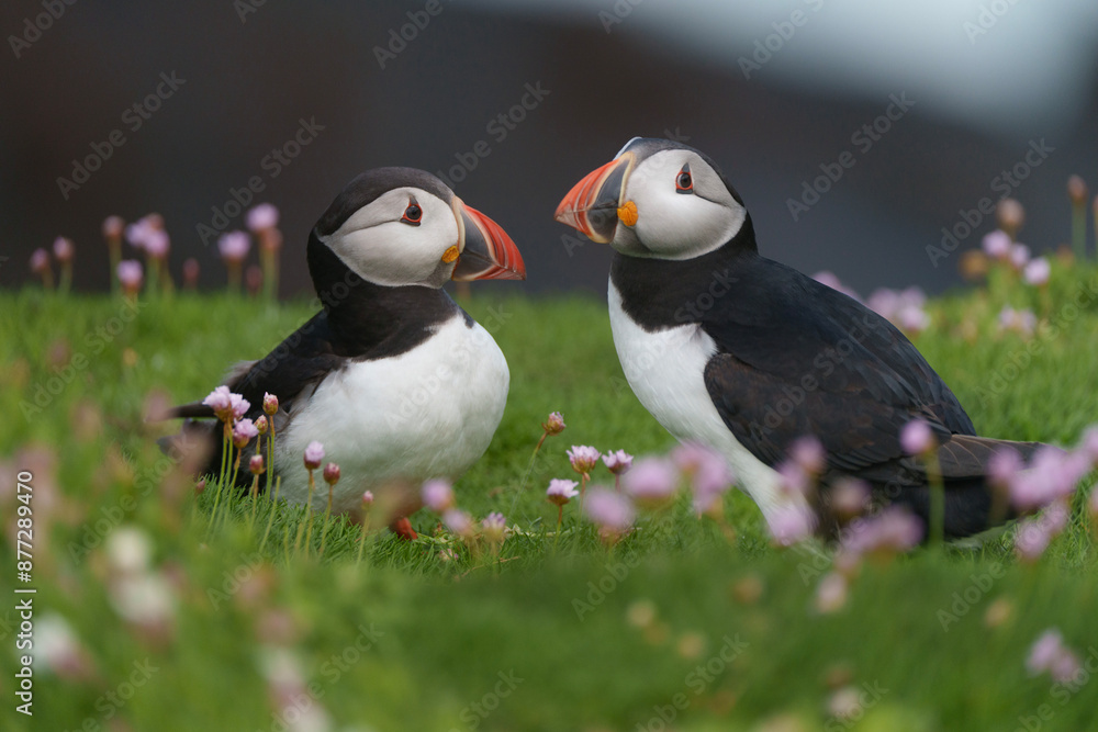 atlantic puffin or common puffin