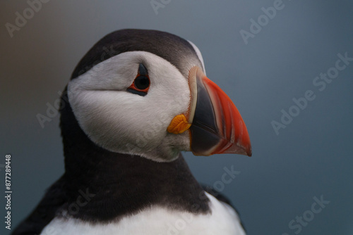 atlantic puffin or common puffin on country