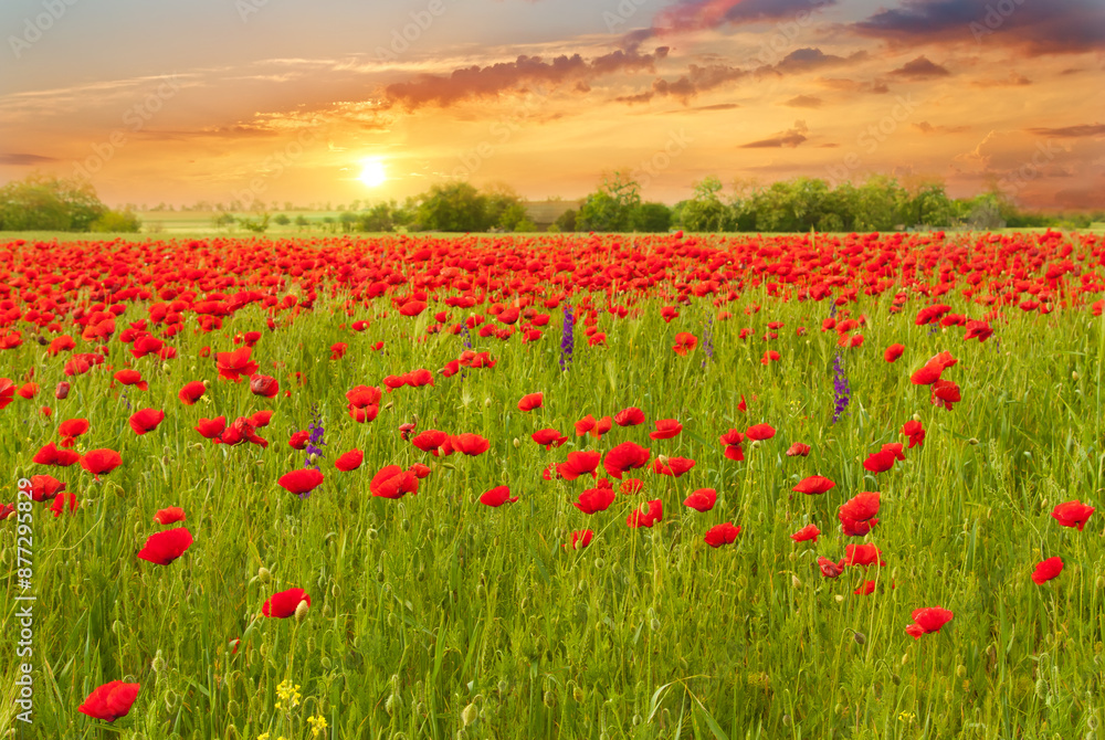 Obraz premium Beautiful summer landscape field with bright red flowers .