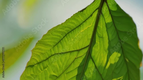 Detailed close-up of a vibrant green leaf swaying gently, showcasing intricate veins and patterns with sunlight shining through