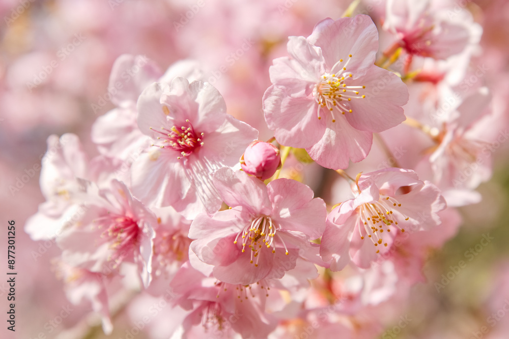 Fototapeta premium 満開の河津桜