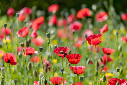 Beautiful poppy field in spring with red poppies flowers and blurred background.Growing crops for the pharmaceutical industry concept.