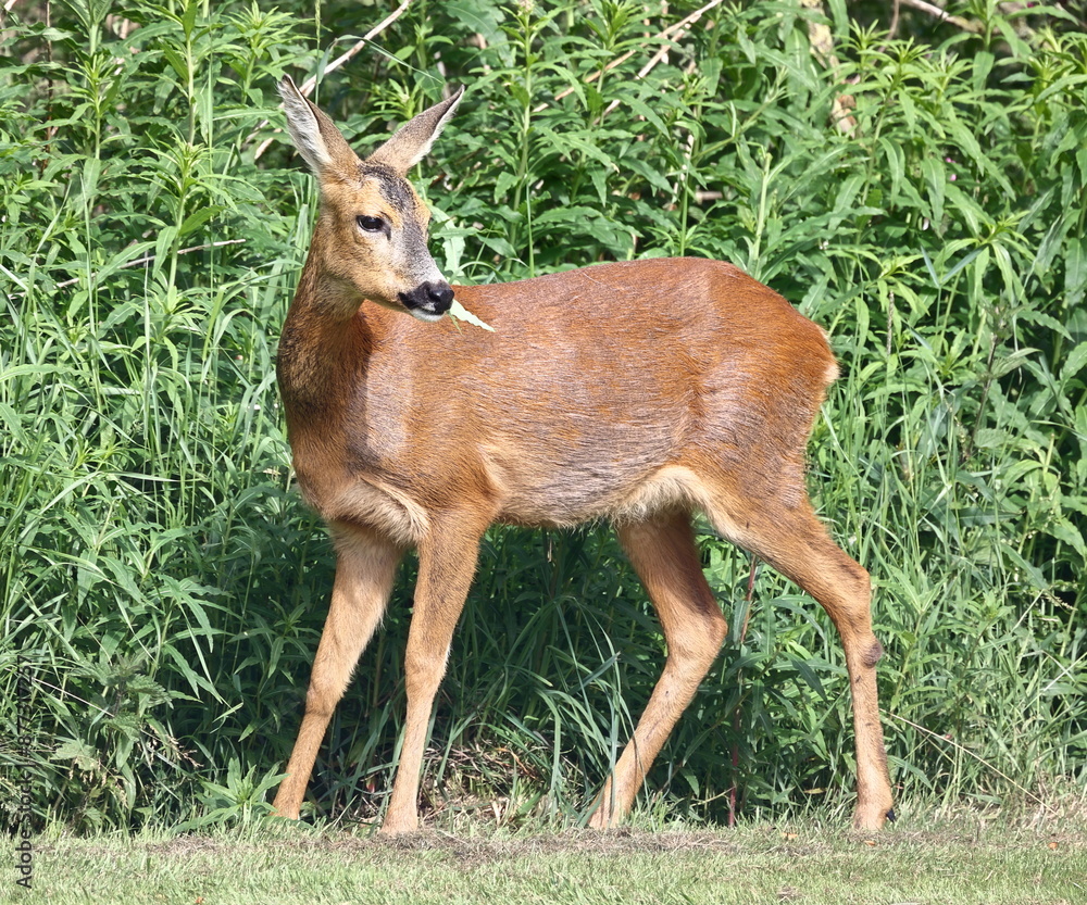 A roe deer is pictured feeding in Cumbria, Northern England. The roe deer is native to the United Kingdom and can be seen across woodland, farmland, grassland and heathland habitats. A roe deer is pictured feeding in Cumbria, Northern England. The roe deer is native to the United Kingdom and can be seen across woodland, farmland, grassland and heathland habitats.