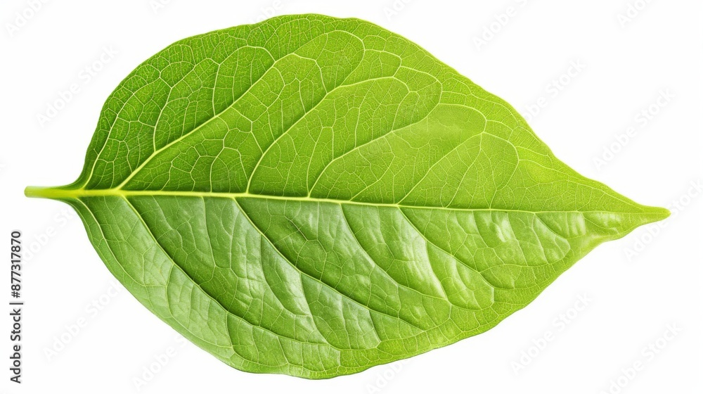 Obraz premium Green leaf, isolated on a white background with clipping path