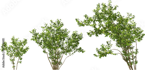 Obraz na płótnie shrub salix wallichiana - andersson hq arch viz cutout plant w salonie