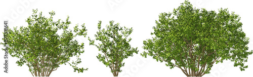 Obraz na płótnie shrub salix wallichiana - andersson hq arch viz cutout plant w salonie