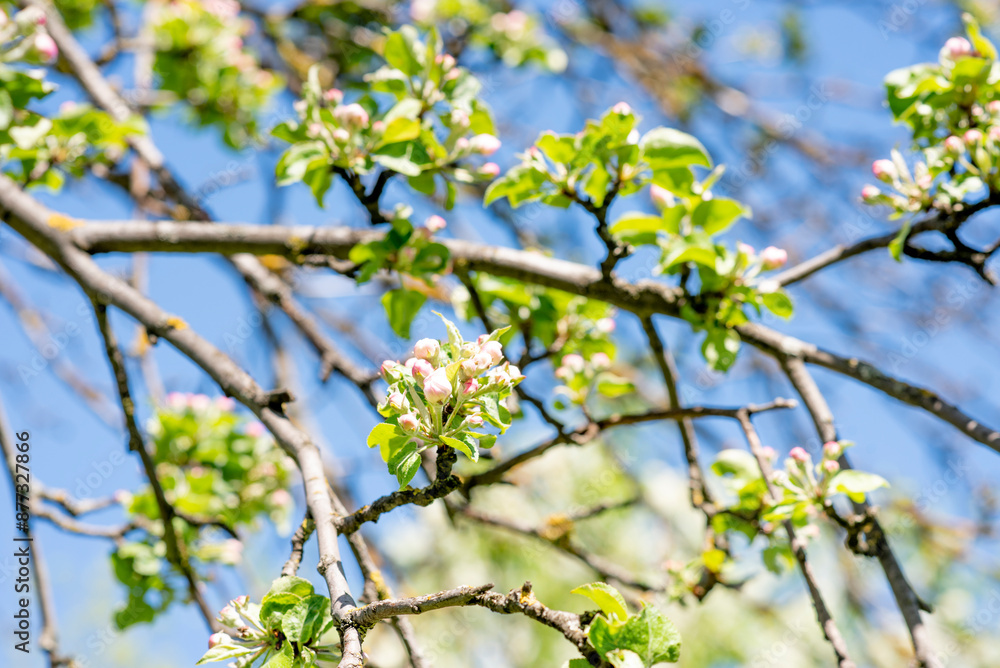 flowering branches of an apple tree. white flowers on the tree. blue sky flowering branches of an apple tree. white flowers on the tree. blue sky