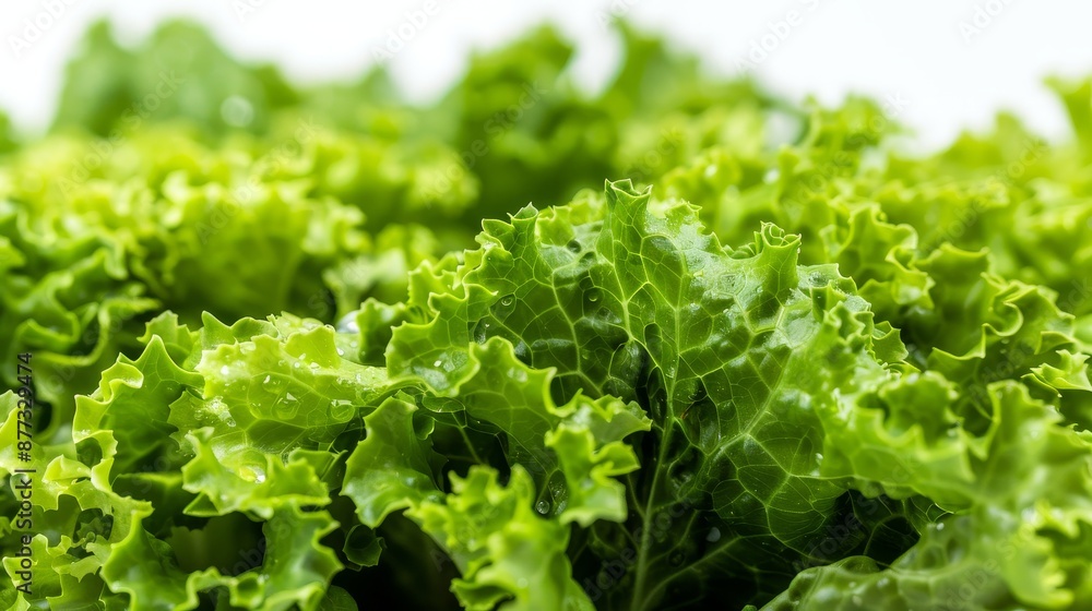 Macro Close-Up of Fresh Green Lettuce with Water Drops Macro Close-Up of Fresh Green Lettuce with Water Drops
