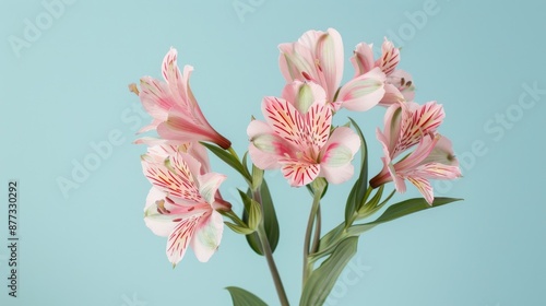 Pink Alstroemeria Flowers on a Blue Background © Spot Decor