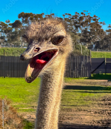 Yapping Ostrich  photo