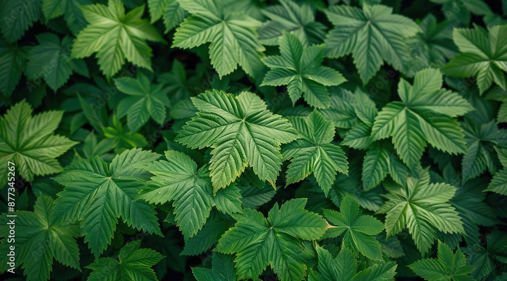 green leaves background green leaves background