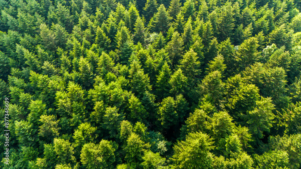 Aerial view on green pine forest. Aerial top view of summer green trees in forest Aerial view on green pine forest. Aerial top view of summer green trees in forest
