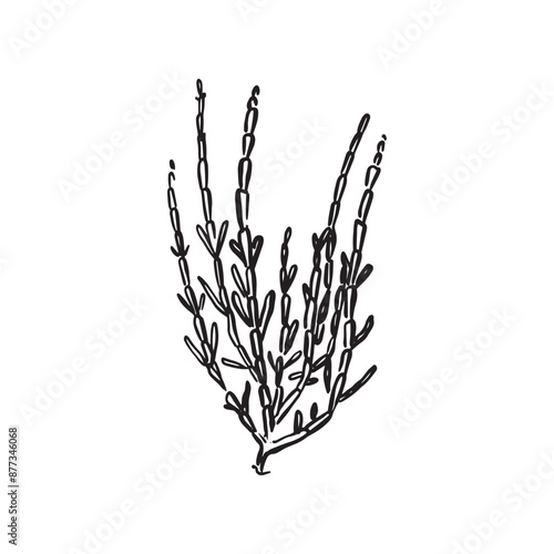 Samphire drawn by hand in black and white. A sketchy style vector.