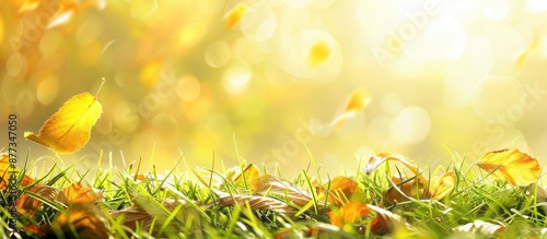 Close up of yellowed autumn foliage and grass with copy space image photo