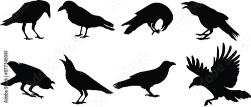 Black Crow Silhouette vector illustrations