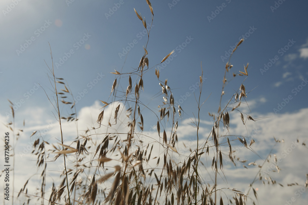Obraz premium Griminess in the wind under the sky in a sunny day