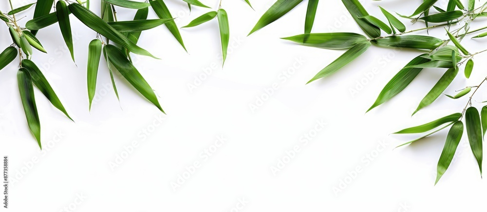 Fototapeta premium Isolated on a white backdrop bamboo leaves provide a copious copy space image