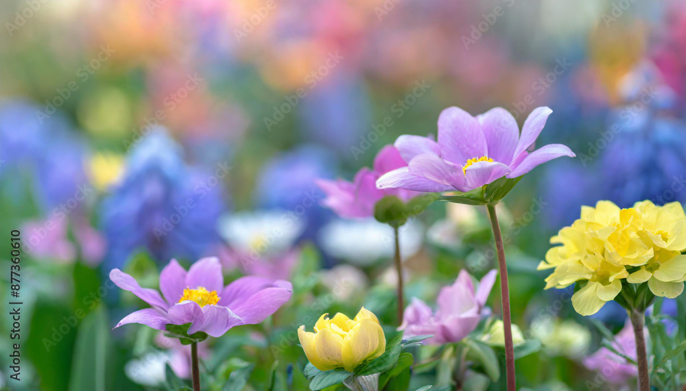 Wild flowers of clover and butterfly in a meadow in nature in the rays of sunlight in summer in the spring close-up of a macro. A picturesque colorful artistic image with a soft focus Wild flowers of clover and butterfly in a meadow in nature in the rays of sunlight in summer in the spring close-up of a macro. A picturesque colorful artistic image with a soft focus