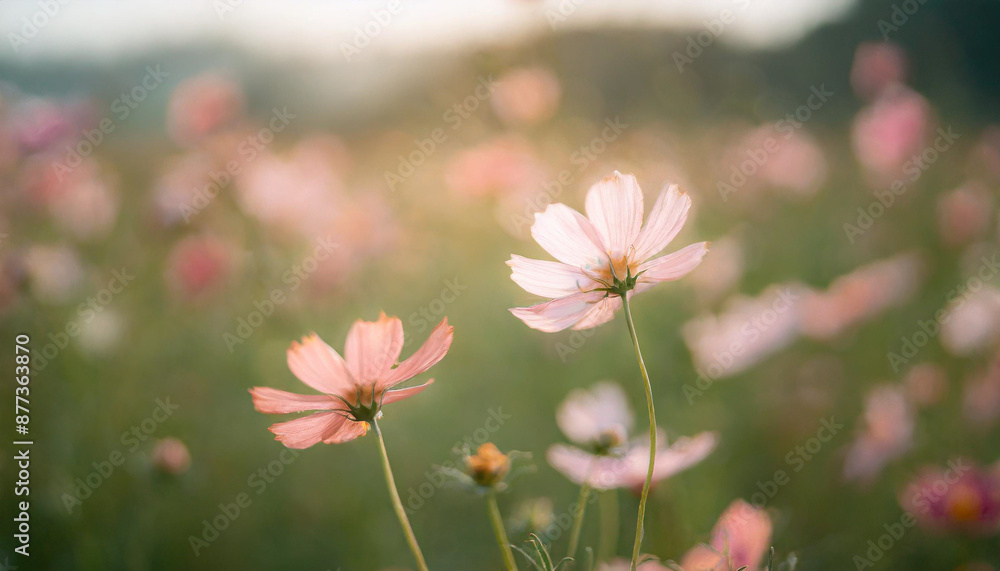 Cosmos flower close up on sunset background with soft selective focus Cosmos flower close up on sunset background with soft selective focus