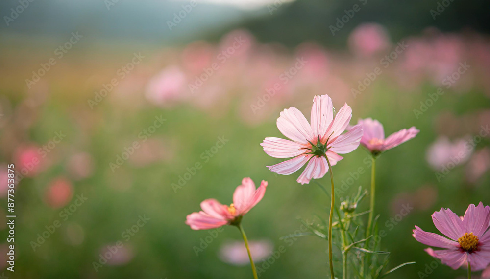 Cosmos flower close up on sunset background with soft selective focus Cosmos flower close up on sunset background with soft selective focus