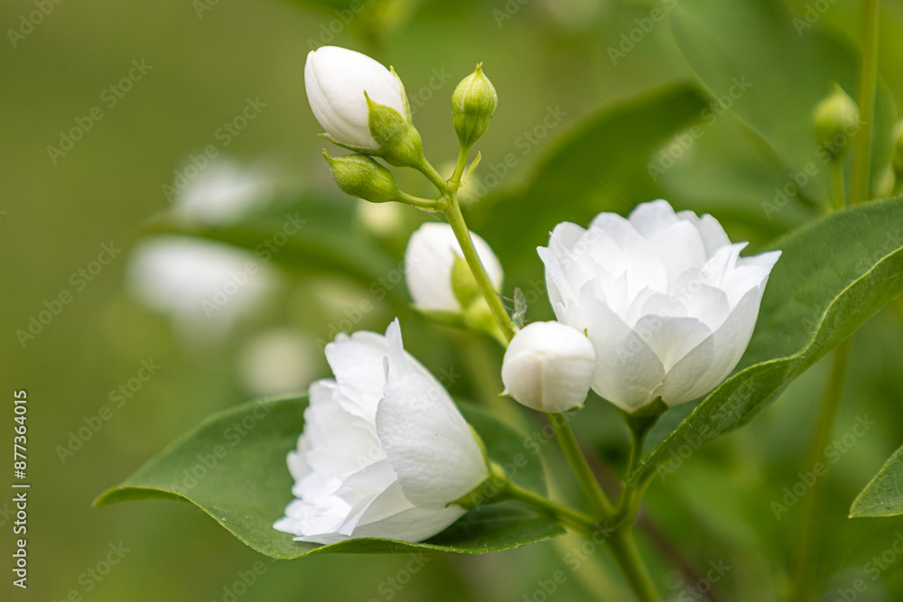 Fototapeta premium Mock Orange Blossoms