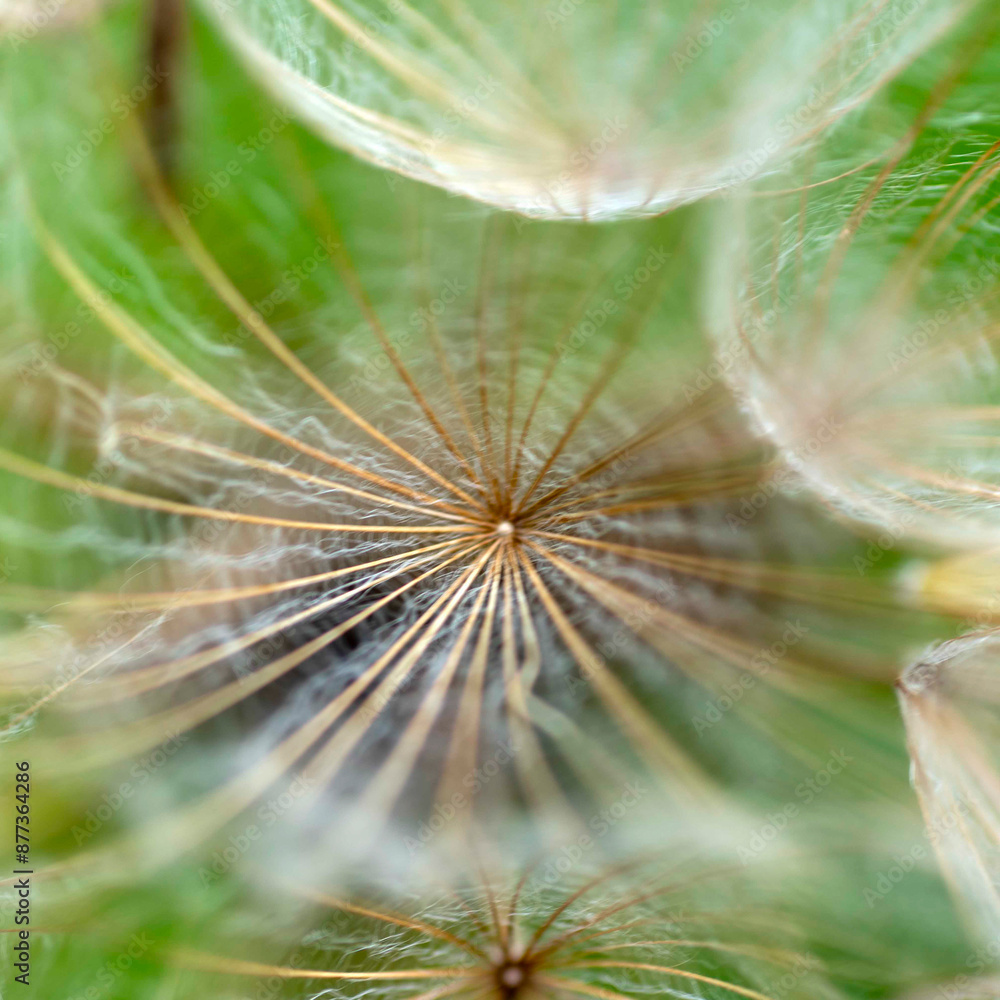 Naklejka premium beautiful summer flower on blurred natural background, close-up view