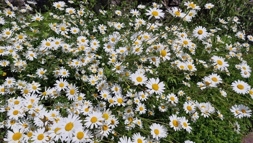 Billede på lærred Oxeye daisy (Leucanthemum vulgare) a spring summer perennial wildflower plant wi