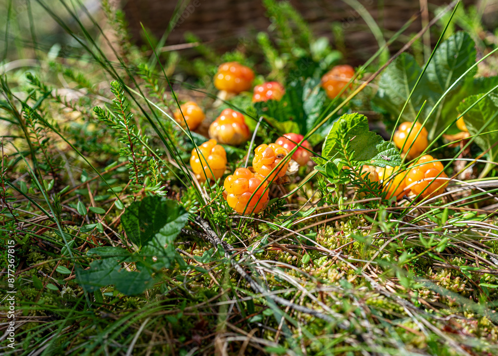 view of delicious juicy bog berries, yellow brambles, Rubus chamaemorus, on a bog view of delicious juicy bog berries, yellow brambles, Rubus chamaemorus, on a bog