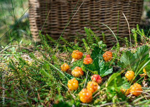 view of delicious juicy bog berries, yellow brambles, Rubus chamaemorus, on a bog photo