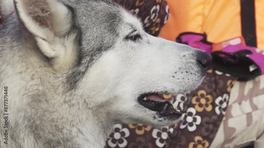 The muzzle of the laika dog was shot taken close. Super slow motion 1000 fps. The muzzle of the laika dog was shot taken close. Super slow motion 1000 fps.