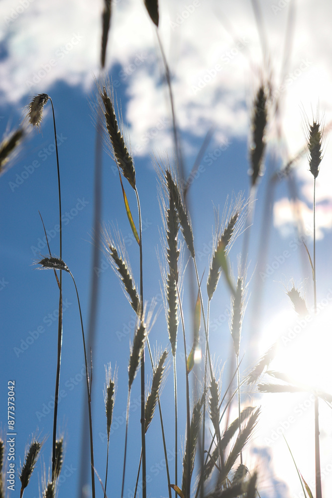 Fototapeta premium wheat field on a sunny day