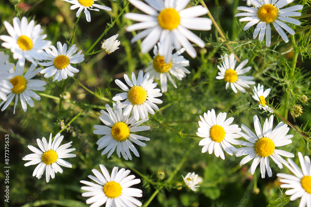 chamomile in a summer field chamomile in a summer field