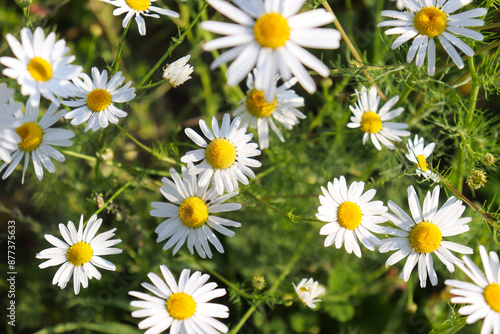 chamomile in a summer field