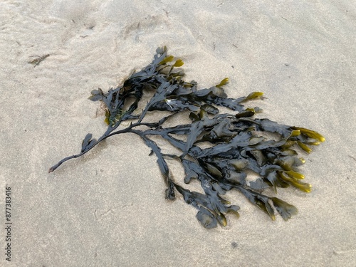 Gewöhnliches Seegras angeschwemmt im niedersächsischen Wattenmeer der Nordsee vor Cuxhaven