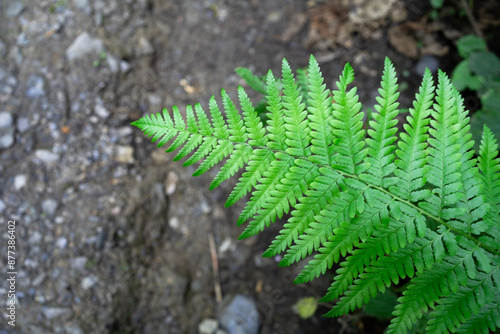 fern leaf in the forest