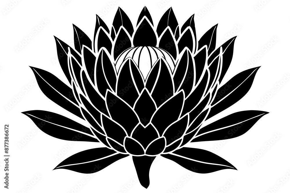 Protea flower silhouette vector illustration Protea flower silhouette vector illustration