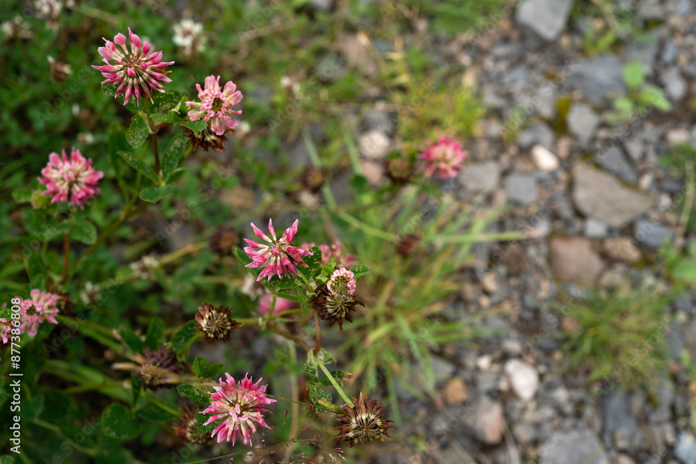 Fototapeta premium wild pink flowers